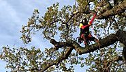 One Of The Best Tree Surgeon in Hockley.