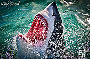 Shark cage diving South Africa