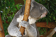 1. Lone Pine Koala Sanctuary