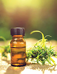 Botanicals CBD Oil