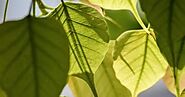 What are the benefits of Peepal tree ,Sacred fig or Ficus religiosa ? || Powerful Uses Of Peepal Tree For Health And ...