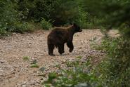 Will an Electric Fence Keep Bears Out