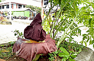 Bunga Tanaman Suweg by Duasimpul.com
