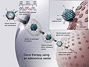 Vectores virales en terapia génica. Ventajas de los vectores adenoasociados