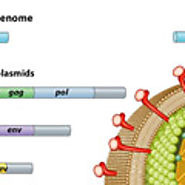 Molecular Biology of Viruses