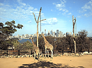 Visit Sydney Zoo