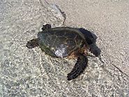 Online Pricing & Booking of Cayman Turtle Centre Tour