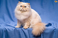 The Most Expensive Cat Breeds - Most Expensive Thing