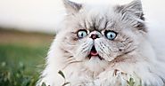 These Are the 13 Most Expensive Cat Breeds in the World