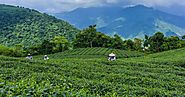 Yo india: What Everyone Needs To Know About Nilgiri Tea