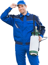 Pest Control Lucknow | Pest Control Company in Lucknow - 24X7 Pest Control