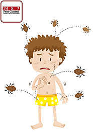 Bed Bugs Control in Lucknow