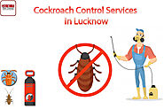 Cockroach Control Services in Lucknow