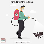 Termite Control in Pune