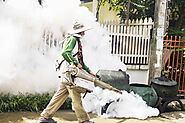 Why Hire Pest Control Experts?: 24x7pestcontrol — LiveJournal