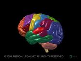 Brain Anatomy and Functions