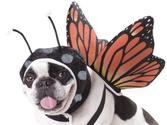 Animal Planet PET20101 Butterfly Dog Costume, Small
