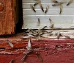 How to Treat Termites