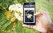 Una app permite identificar una planta sólo tomando una foto - Cultura Inquieta