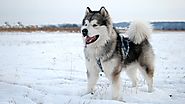 Chó Alaska - Tìm hiểu đặc điểm, giá bán, cách chăm sóc chó Alaska
