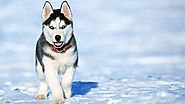 Chó Alaska Malamute - Bạn biết gì về giống Alaska Malamute đặc biệt này