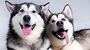 Chó Alaska thuần chủng – Đặc điểm nhận dạng Alaska thuần chủng