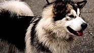 Top 3 Giống Chó Alaska Lai Được Ưa Chuộng Nhất Hiện Nay
