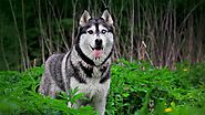 Chó Husky – Chú chó có biểu cảm làm người khác phải “tan chảy”