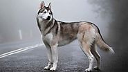 Chó Husky lai – Bé cưng có diện mạo “mãn nhãn nhất được săn lùng