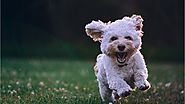 Chó Poodle - Nguồn gốc, phân loại, cách nuôi, bảng giá chó Poodle
