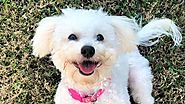 Chó Poodle thuần chủng - Đặc tính và cách nhận biết