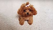 Chó Tiny Poodle – Tổng hợp thông tin chi tiết về chó Tiny Poodle