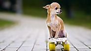 Chó Chihuahua – Tìm hiểu về nguồn gốc, cách nuôi, giá bán chó Chihuahua