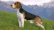 Chó Beagle – Giống chó săn thỏ cực kỳ đáng yêu mà bạn nên tìm hiểu.