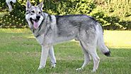 Wolf-Hybrid – Chó lai sói thế hệ chó lai nguy hiểm bậc nhất hành tinh