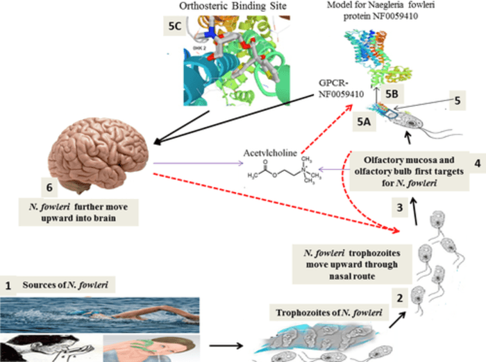 Naegleria fowleri y otras amebas patógenas A Listly List