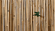 bamboo's Website