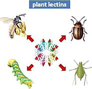 Plant lectins as defense proteins against phytophagous insects - ScienceDirect
