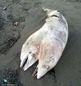 Two-headed dolphin washes up on beach in Turkey - Telegraph