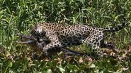 Watch Caught On Camera: Jaguar Ambushes Caiman Crocodile | Barcroft TV videos online free - Yahoo Screen UK