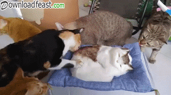 Funny Pictures Funny Gifs Funny Meme Downloadfeast A Listly List Funny Pictures Funny Gifs Funny Meme Downloadfeast A Listly List