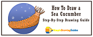 How To Draw a Sea Cucumber - Simple Drawing Guide