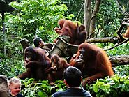 Breakfast with the Orangutans at Singapore Zoo