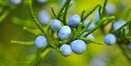 An amazing plant blueberries - Bubblews