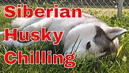 Siberian husky chilling in slow motion