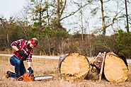 Tree Removal Service Richmond VA | Tree Cutting Midlothian VA