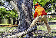 Essential Information on Tree Removal – Transpero