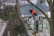 What are Tree Pruning & Benefits – Rva roof and tree
