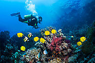 Diving Red Sea