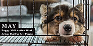 Puppy Mill Action Week – 5 Actions That Can Save Puppies
